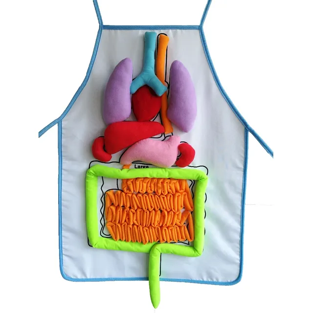 educatief inzichten speelgoed voor kinderen anatomie schort