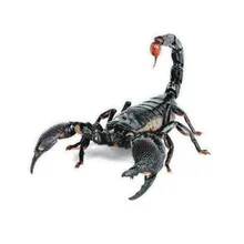 3D ПВХ стикер для автомобиля ящерица скорпион паук наклейка на кузов и окна автомобиля Наклейка для автомобиля 3D ПВХ стикер для автомобиля ящерица скорпион паук наклейка на кузов и окна автомобиля Наклейка для автомобиля