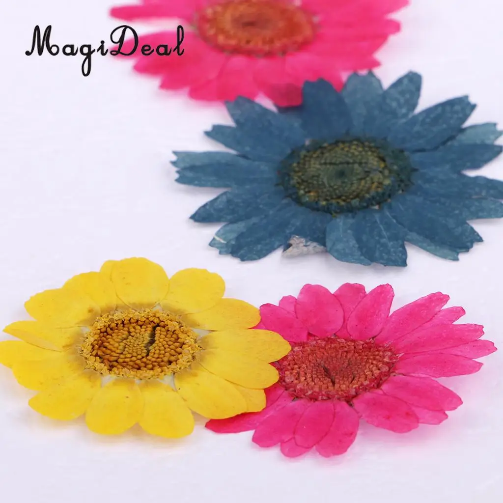 20pcs Real Dried Flowers Pressed  Chrysanthemum for Wedding Decoration Scrapbooking DIY Arts Crafts Floral Decor