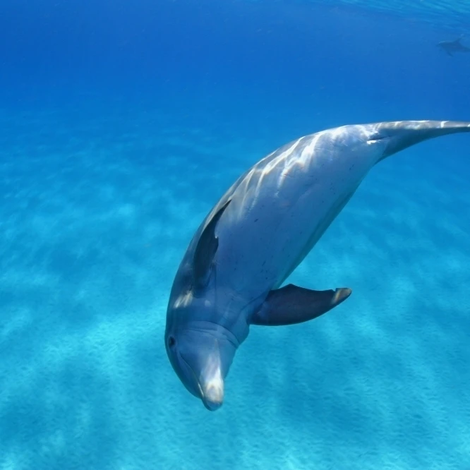 Caribbean  Bahamas  Bahama Bank  Atlantic Bottlenose Dolphin  Tursiops Truncatus Poster Print (18 x 12)
