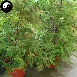 Купить Chamaecyparis Formosensis Matsum дерево Semente 30 шт. завод кедрового дерева Hong Хуэй