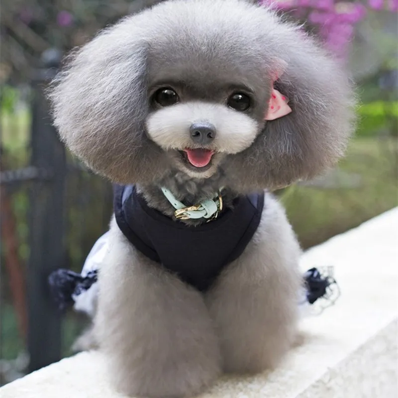 super cute fluffy puppies