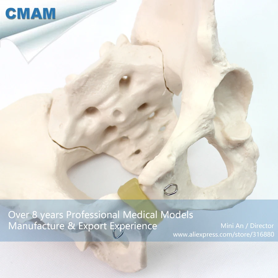 

No. 12340 , Female Pelvis , Medical Science Didactic Pelvic Model , CMAM china medical anatomical models