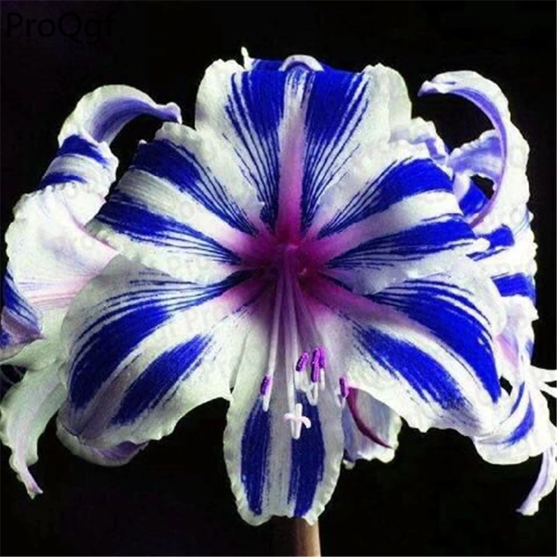 

5Pcs A Set Hippeastrum