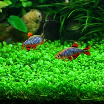 10g/bag Aquarium Grass Seeds Fish Tank Indoor Aquatic Water Plants Decor Rock Lawn Garden Foreground Planting Landscape Ornament