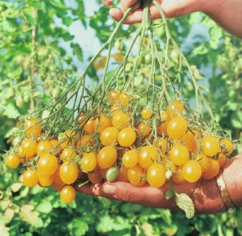 

100pcs Rare bonsais Tomato Golden Cherry Russian Heirloom Vegetable bonsai plants