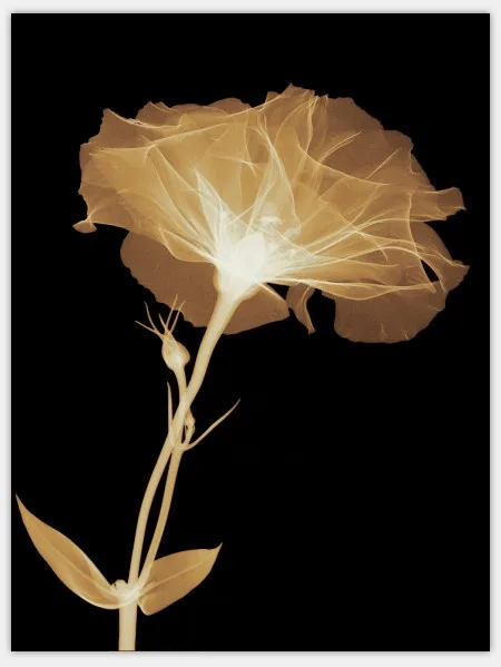 Abstract-Transparent-Flowers-Wall-Painting-Bedroom-Decor-Canvas-Painting-Prints-Wall-Art-Pictures-for-Living-Room.jpg_640x640
