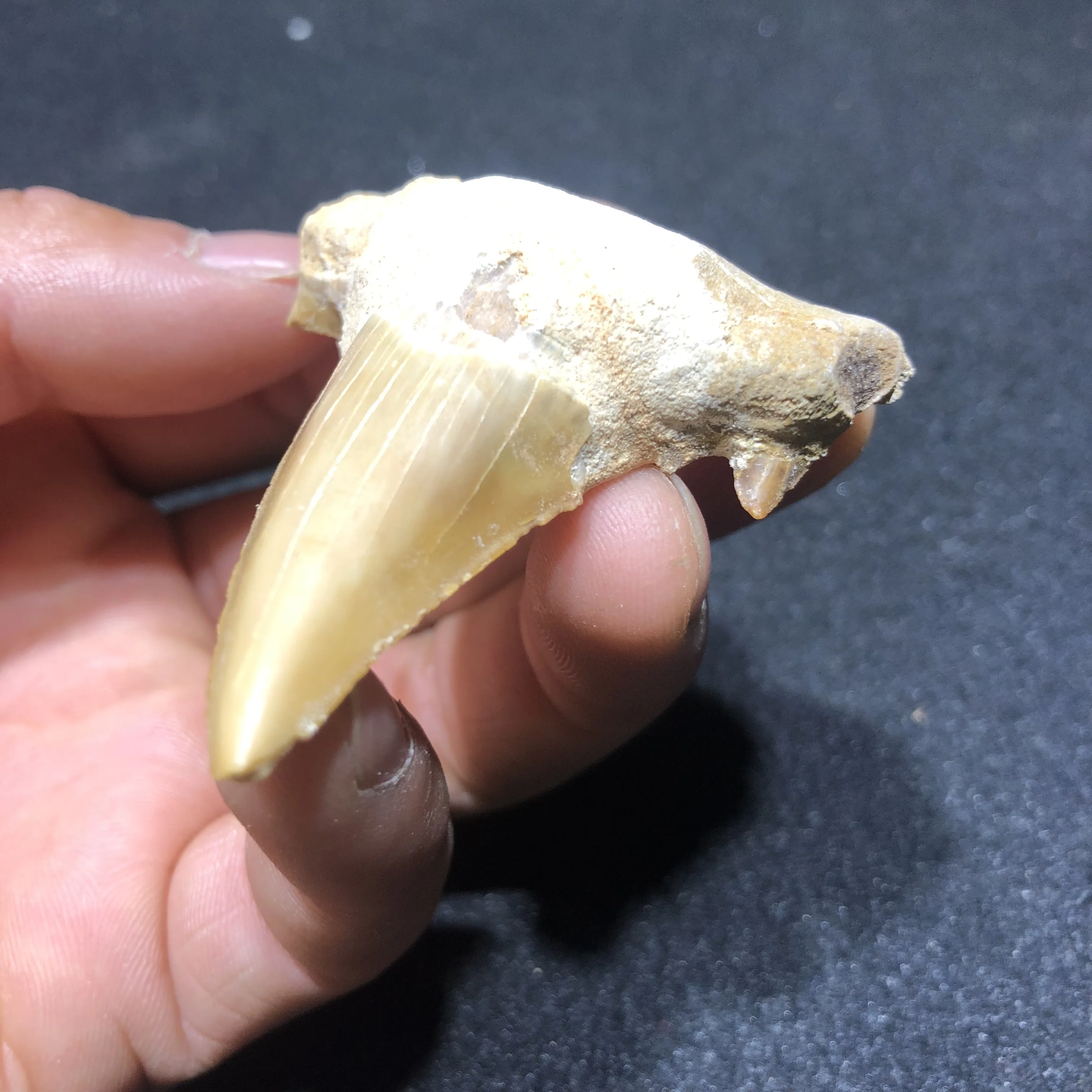 

Fossil teeth, natural fossil specimens of ancient times