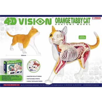 

4D MASTER Educational Assembled Toy Simulation Animal Orange Cats Anatomy Of The Organ PVC Action Figure Model Toy X2113