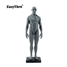 Full Resin Men Human Body Model Medical Anatomy Human Muscle Teaching Model Fine Arts Teaching 8.2*7.8*30cm Full Resin Men Human Body Model Medical Anatomy Human Muscle Teaching Model Fine Arts Teaching 8.2*7.8*30cm