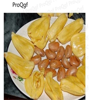 

15Pcs Artocarpus heterophyllus Jackfruit