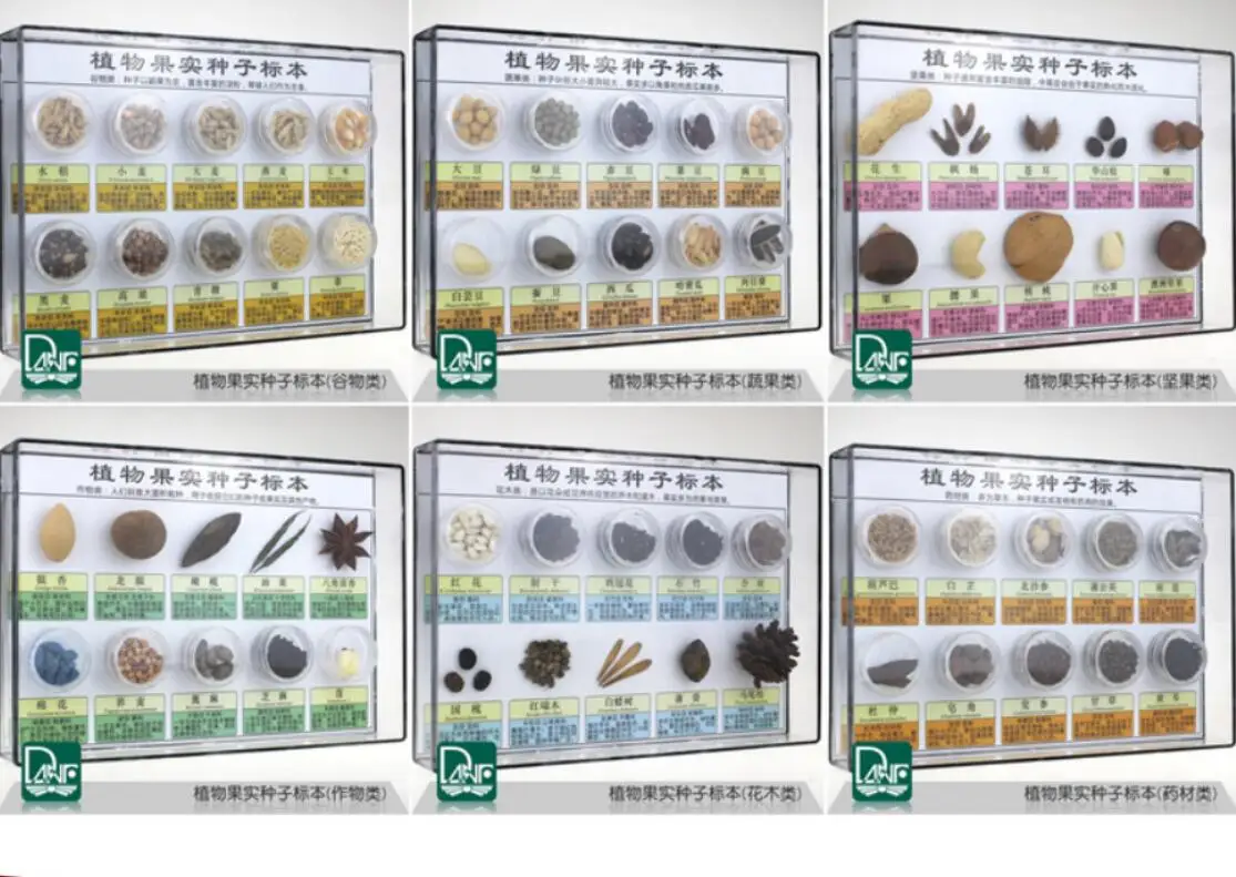 60 Kinds of Plant Fruit Seed Specimens Classification Kindergarten Science Area Teaching Equipment | Канцтовары для офиса и
