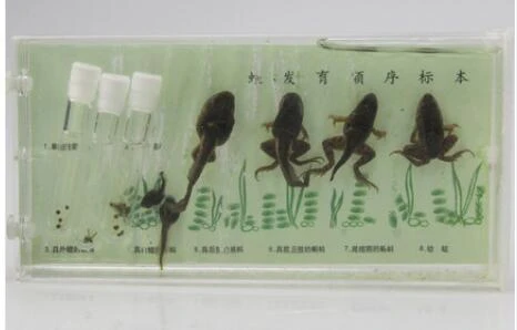 標本のカエル発達シーケンスオタマジャクシにカエル標本教育楽器デモンストレーション Educational Equipment Aliexpress