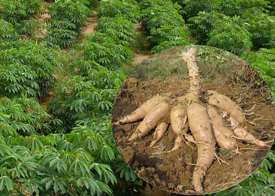 Cassava Seeds 0 5 Kg Grain Food Eatables Manioc Mandioc Yuca Seed Package Seed Beanseed Buyer Aliexpress