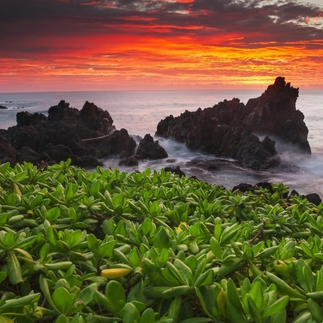 Sunrise over the ocean and coastline; Laupahoehoe  Island of Hawaii  Hawaii  United States of America Print (38 x 24)