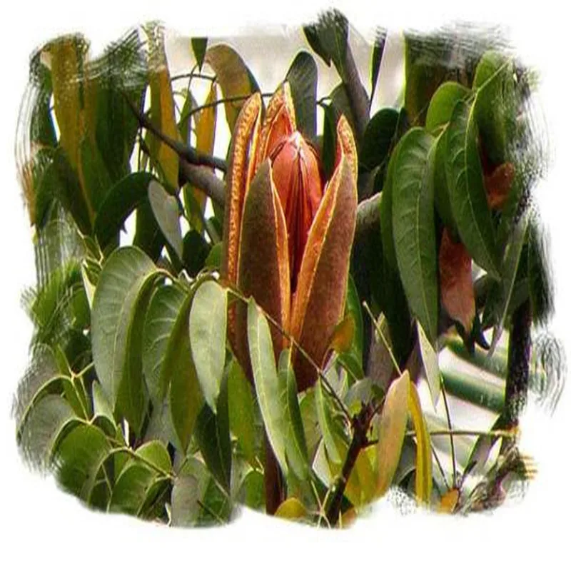 100-1000 г экстракт дикого фрукта Swietenia Macrophylla 20:1 порошок, экстракт небесных фруктов Для циркуляционной системы, иммунная система