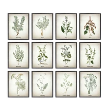 Herb Canvas Art Painting Vintage Herbal Illustrations Posters and Prints Culinary Herbs Botanical Kitchen Wall Art Picture Decor