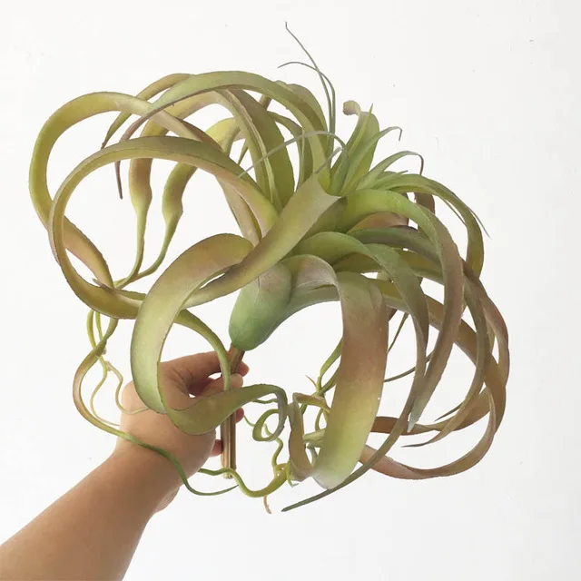 No.11 Bulbosa хлопок конфеты Детские Осьминог Искусственные Поддельные airplant тилландсия Capitata Steptophylla usneoid как настоящие растения суккулент - Цвет: No.11