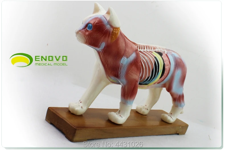 ENOVO Cat moxibustion model veterinarian learn animal anatomy model pet model animal acupuncture