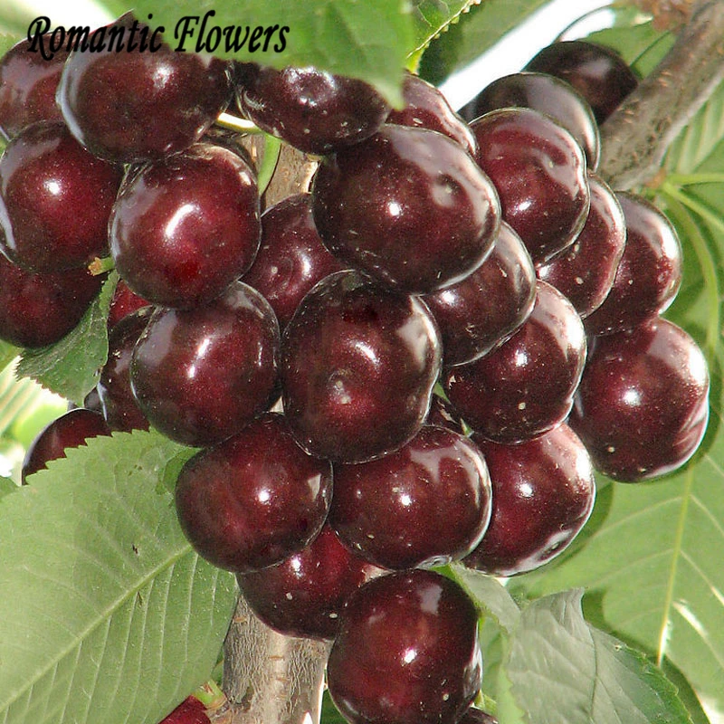 Online Buy Wholesale black cherry tree from China black cherry tree