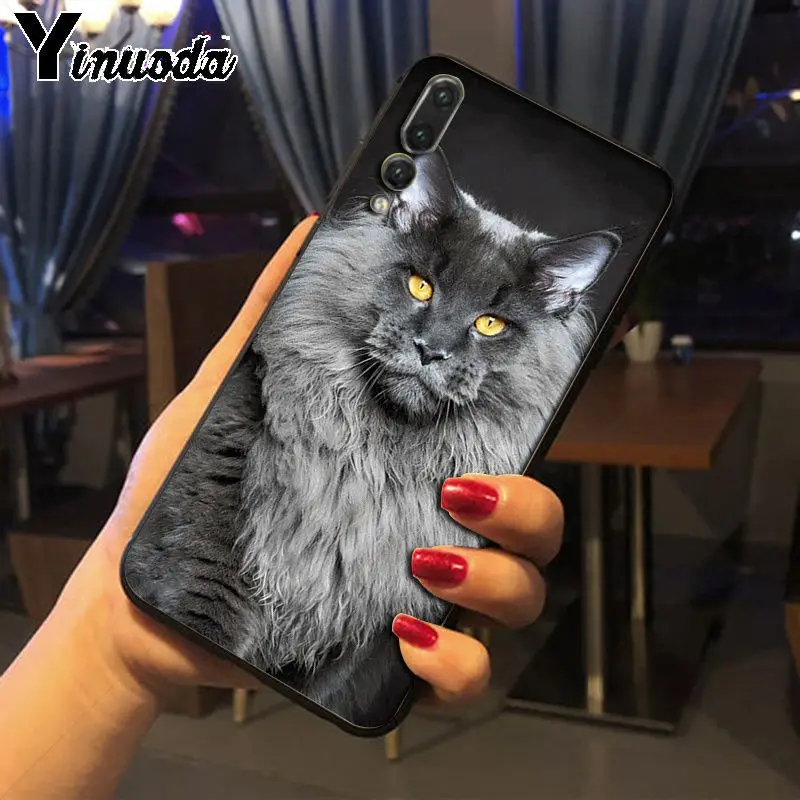 pet maine coon cat