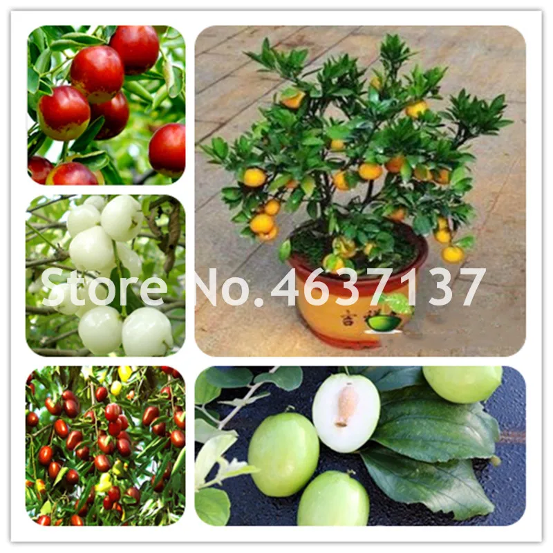 

10 Pcs Jujube Bonsai Chinese Taiwan Big Jujube Fruit Tree Rare Tropical Fruit Bonsai Diy Home Garden Potted Plant Easy To Grow