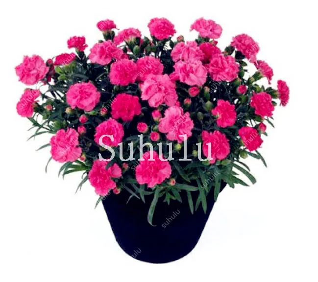 New Arrival! Rare Mini Carnations Bonsai Flowers Dianthus Caryophyllus Flowers Bonsai For Home Garden Plant Mom Gift 100 Pcs New Arrival! Rare Mini Carnations Bonsai Flowers Dianthus Caryophyllus Flowers Bonsai For Home Garden Plant Mom Gift 100 Pcs