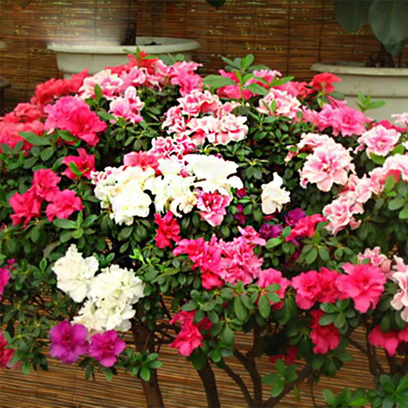 Rainbow Azalea plant seeds 200 Pcs Pure Bonsai