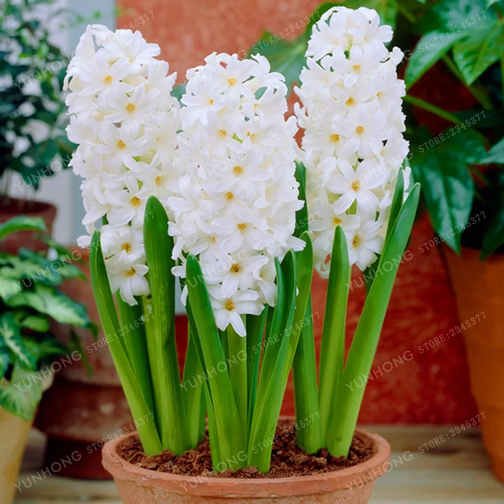 

50 Pcs/ Bag Hyacinth Potted plant Bonsai Flower Bonsai (Not Hyacinth Bulb) Hydroponic Flower For Home Garden Easy To Grow