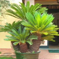 Cycas Revoluta бонсай горшках балкон Cycas листва растения очищают воздух Cycads дерево 100% True бонсай 1 шт./пакет горшках завод