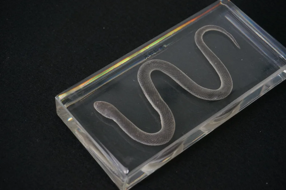 

Real Water Snake Specimens In Clear Lucite Block Educational Instrument
