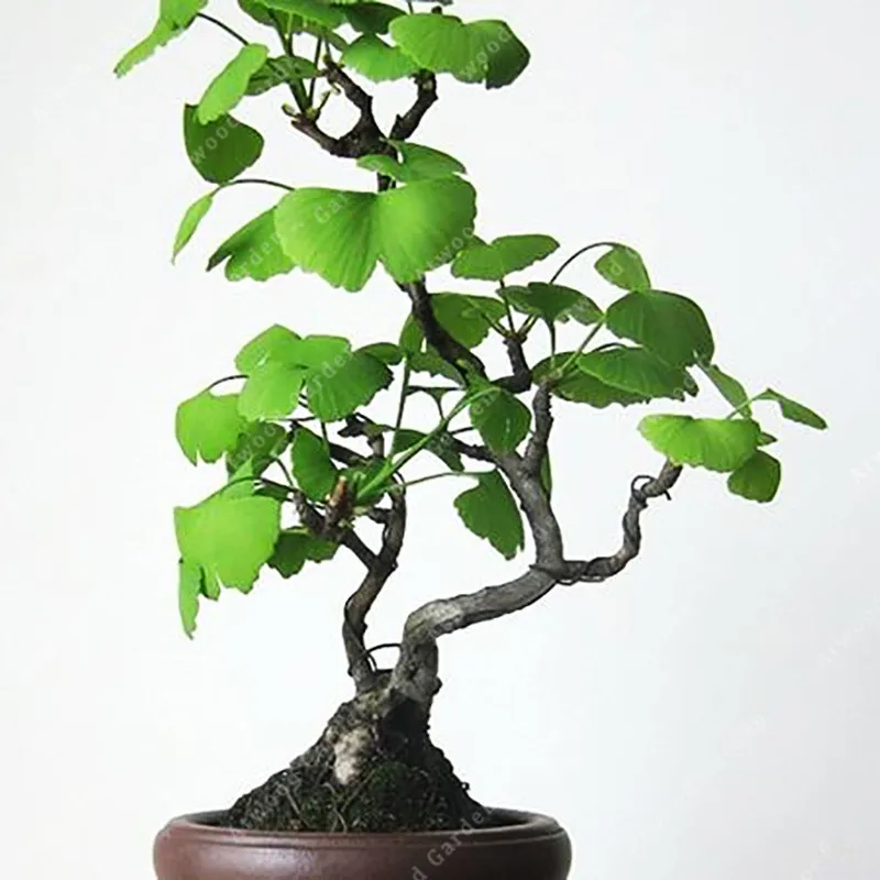

5 pcs Oldest Tree Species Ginkgo of Perennial Garden Plants Ornamental Medicinal Value Economy Bonsai Commonly Used