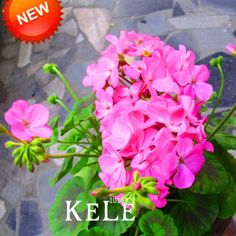 

New Arrival!20 Pieces/Lot Deep Pink Univalve Geranium Bonsai Perennial Flower Plants Pelargonium Peltatum Garden,#U6DOZB