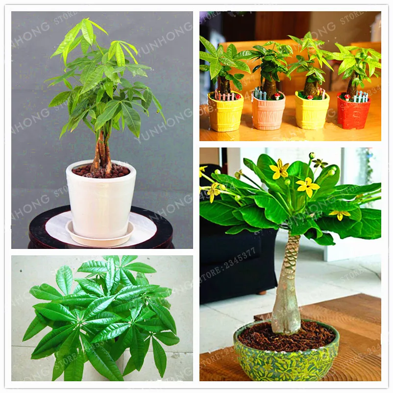 

1 Pieces Mini Pachira Macrocarpa Bonsai Hawaiian Make Money Tree Plant Bonsai Pot Indoor Flowers Plant Bonsai DIY Potted Plants