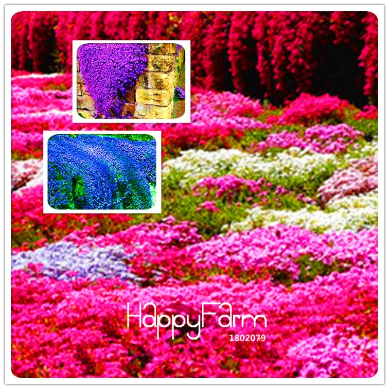 Новое поступление! дешевый Сад водяных лилий, бонсай Балконный цветок, водяная Лилия Горшечное растение, 20 Флорес/упаковка,# TNDMWD