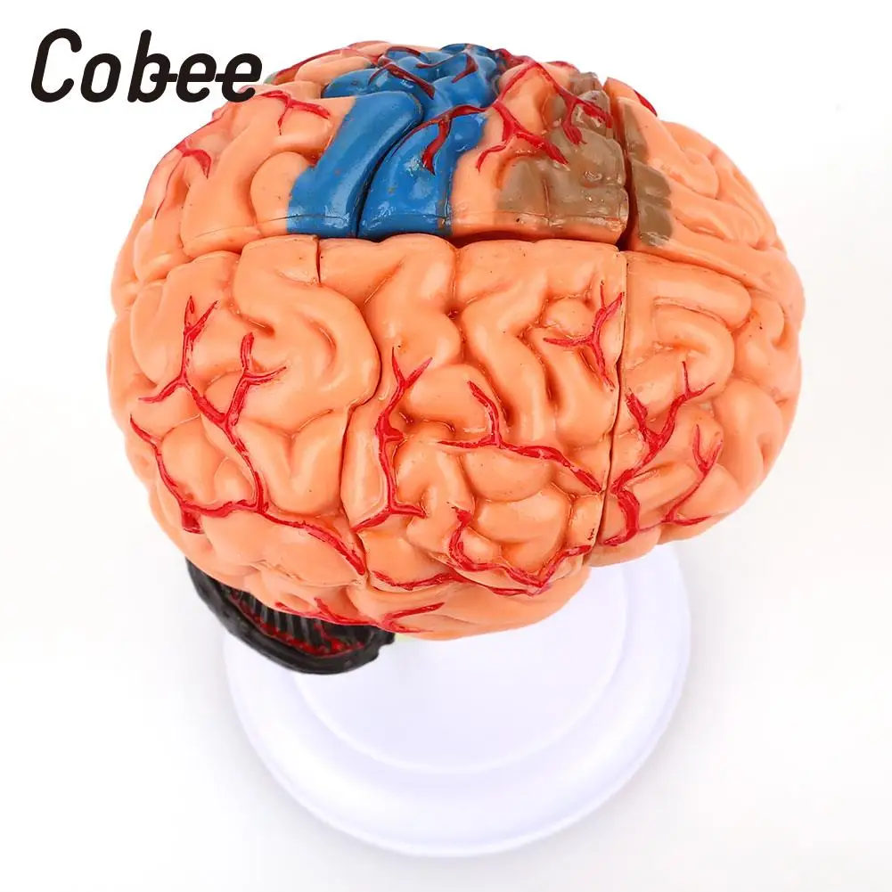  School Educational Model Medical Teaching Model Brain Anatomy Model 4D Detachable Visual Scientific - 32903818143