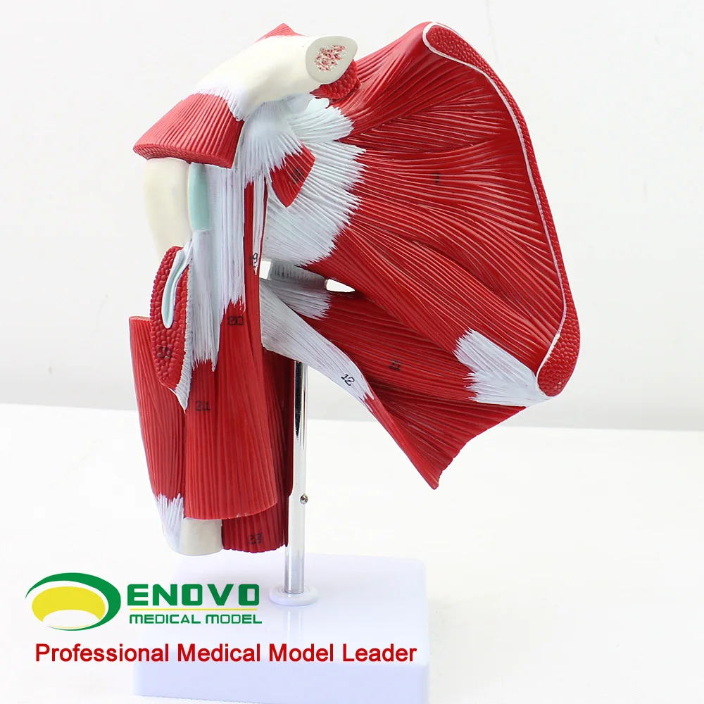 

Medical Human Shoulder Joint Muscle Tendon Anatomy Biology Model Surgery Mannequin Body
