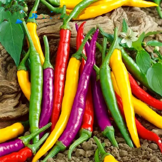 Sale For Nov 11 Long Hot Pepper Seed 100 Seeds Giant Red Hot Chili
