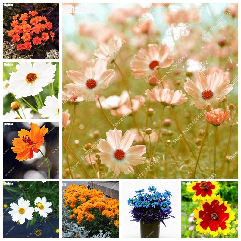 

Amazing Rainbow Coreopsis Flower Bonsai 100 pcs/ bag Rare Cosmos Chrysanthemum Home Garden Blooming Flore Beautiful Your Garden