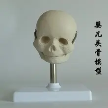 

Neonate skull model human model baby's skull model plastic cement free shopping