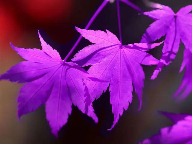 Potted mini maple tree prizes images Potted mini maple tree prizes images