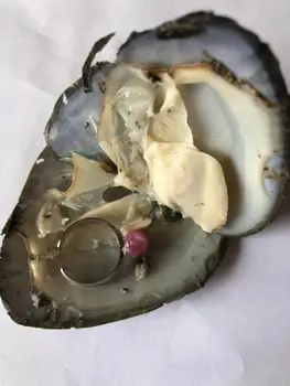 

Fortune Freshwater Oysters with Sterling Silver Pearl Jewelry Sealed Inside Finished Silver Jewelry in Freshwater Shell FP482