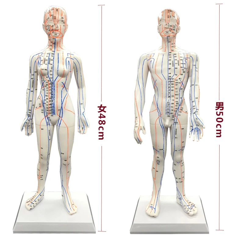Человек китайско-английский тело Акупунктура точка модель Меридиан модель акупунктуры точек 26 см/48 см/50 см для мужчин и женщин