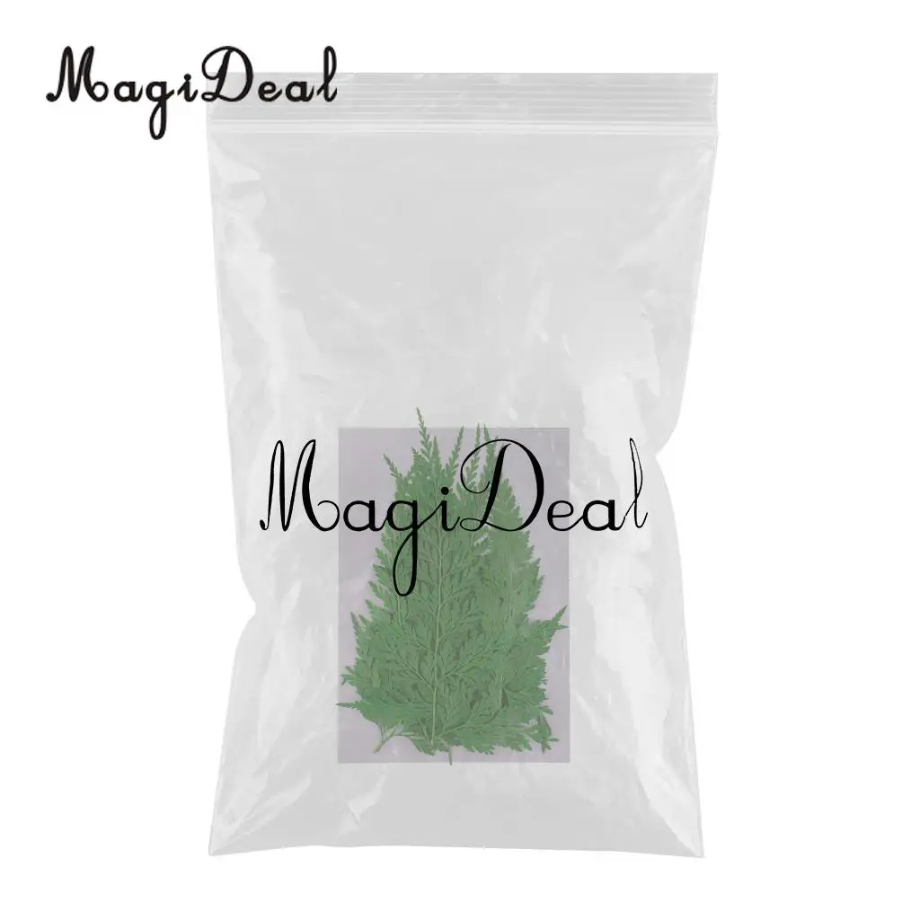 12pcs Natural Press Fern Leaves Pressed Real Dried Flower Dry Leaves for DIY Crafts Bookmark Scrapbooking Card Making