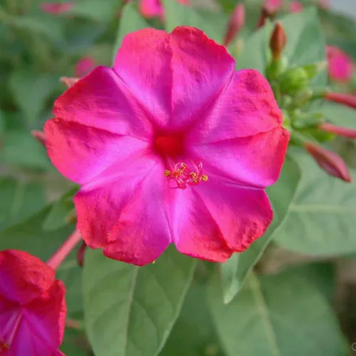 20 Purple Four o'clock Flower Seeds Attract Hummingbirds DIY home