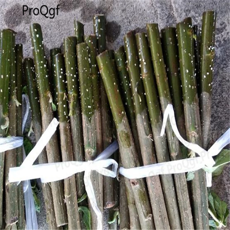 

10Pcs A Set Vernonia amygdalina