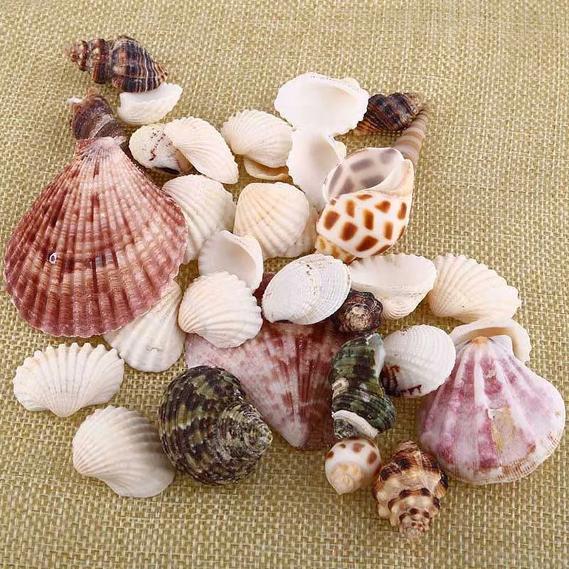 100g New Mixed Beach Nautical Shells Aquarium Fish Tank  Decoration Bulk Seashell
