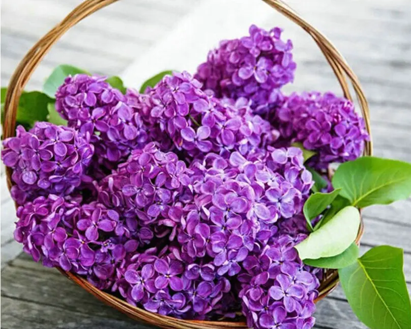 

3d diamond painting bead cross stitch embroidery diamond mosaic flower sticker Purple lilac painting hobby puzzle picture
