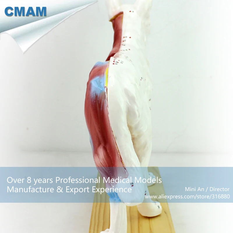 CMAM-A05 Dog Acupuncture Model,Animal Acupuncture Models for veterinarian's reference