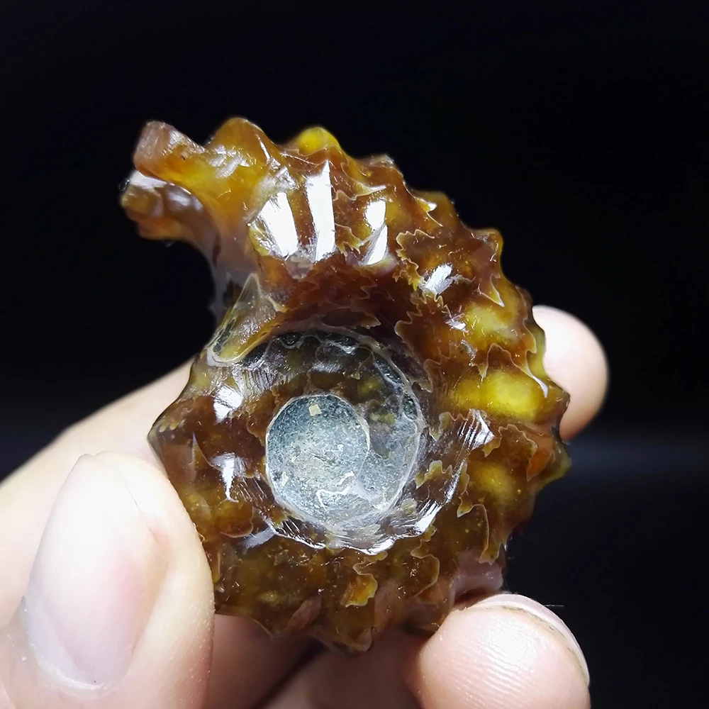 

42.3g NATURAL Stones and Minerals Rock Madagascar natural horn snail fossils mineral color of fire
